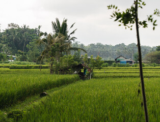 Cabaña de madera y tejado de chapa en plantación de arroz, Bali, indonesia