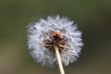 close up of seven spotted ladybug on dandelion