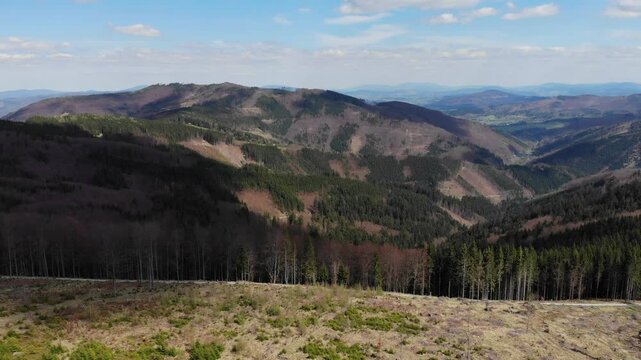 Beskid morawski, ostry, javorowy stit in spring