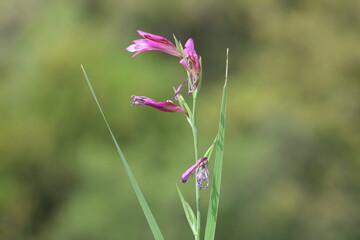 Gladiolus italicus (Italian gladiolus) is a species of gladiolus