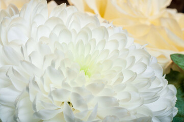 Obraz premium A captivating close-up captures the pristine beauty of a white chrysanthemum in full bloom.