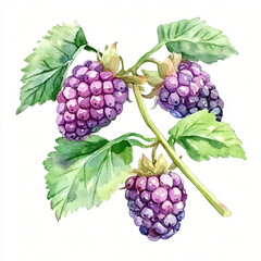My Watercolor hand-painted A loganberry branch painting illustration isolated on a white background, watercolor illustration, AI painting design