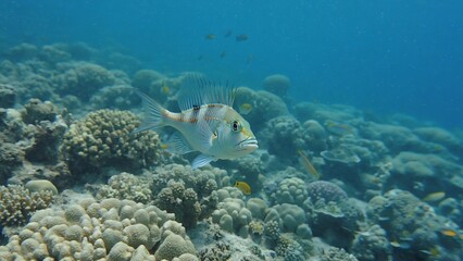 Fototapeta premium A vibrant marine life scene featuring a colorful fish swimming among coral reef. This image represents the beauty and diversity of underwater ecosystems.
