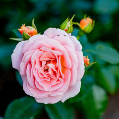 beautiful delicate light pink strict, sexy rose grows in nature against the background of green leaves, with the addition of glare and bokeh, slight blur, pink rose bud on a bush
