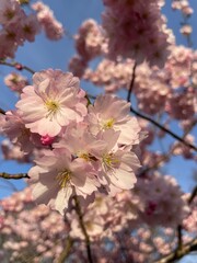 Frühlingsflüstern im Blütenlicht