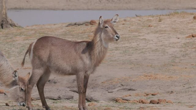 a side view shot of a waterbuck cow standing at a waterhole in kruger national park of south africa