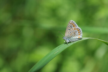 A common blue (polyommatus icarus) butterfly perched on grass