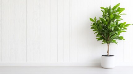 Minimalist interior design featuring a potted plant against a white wall