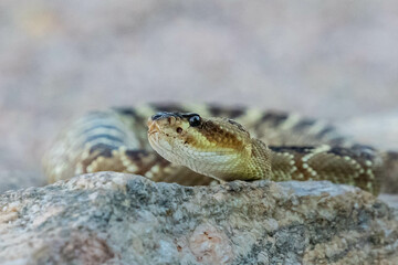 A Black Tailed Rattlesnake in Tucson, Arizona