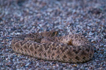 A Black Tailed Rattlesnake in Tucson, Arizona