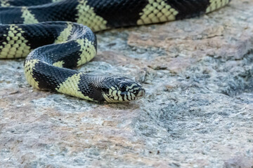 A California Kingsnake in Tucson, Arizona