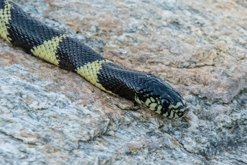 A California Kingsnake in Tucson, Arizona