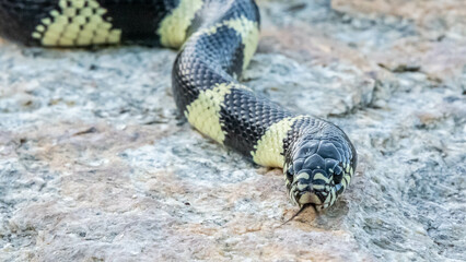 A California Kingsnake in Tucson, Arizona