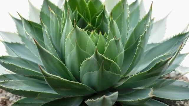 Close-up of succulent plant with pointed leaves
