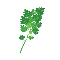 Bunch of parsley vector. vector illustration depicting a bunch of fresh green celery leaves, parsley isolated on a white background.
