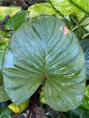Lotus leaves and flowers in a green garden during spring