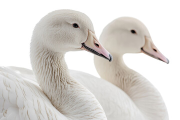 Obraz premium Two white swans close up shot