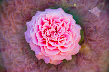 beautiful delicate peony flower grows in nature against the background of green leaves with iridescent light for artistic purposes