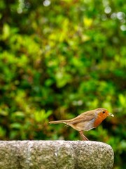 Robin perched in a garden