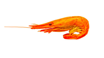Shrimps isolated