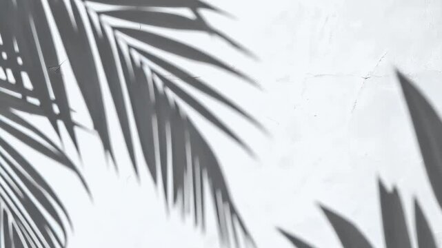 Tropical shadows on wall animated overlay, transparent 4K video, alpha channel, ProRes 4444