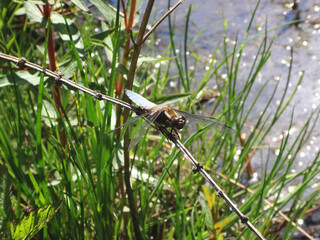 The broad-bodied chaser (Libellula depressa), male perching on a dryplant stem