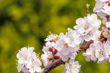 Blooming cherry blossom tree in spring, with delicate pink flowers