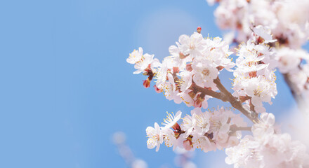 Blooming cherry blossom tree in spring, with delicate pink flowers