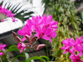 Dendrobium bigibbum or orchid larat that blooms purple. Anggrek larat