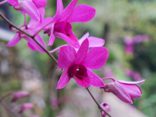 Dendrobium bigibbum or orchid larat that blooms purple. Anggrek larat