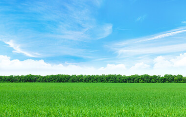 Summer landscape with a vast green field under a majestic sky