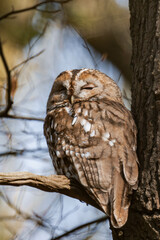 Sleepy tawny owl (Strix aluco) in a tree during daytime.