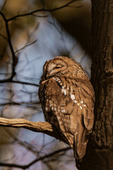 Sleepy tawny owl (Strix aluco) in a tree during daytime.