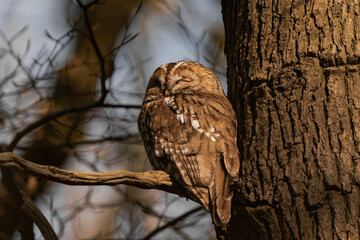 Sleepy tawny owl (Strix aluco) in a tree during daytime.