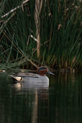 Eurasian teal (Anas crecca), common teal, or Eurasian green-winged teal swimming in the water.
