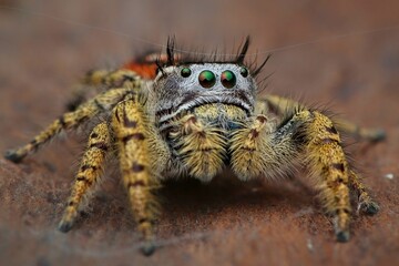 Closeup of a female Phidippus mystaceus jumping spider, 21 April 2025 Indonesia
