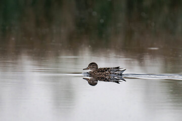 Female eurasian teal (Anas crecca), common teal, or Eurasian green-winged teal swimming in the water.