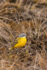 Western yellow wagtail (Motacilla flava) sitting in the grass.