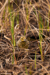 Female yellowhammer (Emberiza citrinella) standing on the ground.