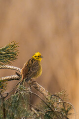 Yellowhammer (Emberiza citrinella) sitting on a tree branch.