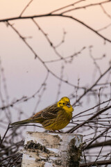 Yellowhammer (Emberiza citrinella) sitting on a tree stump in the sunset.