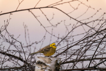 Yellowhammer (Emberiza citrinella) sitting on a tree stump in the sunset.