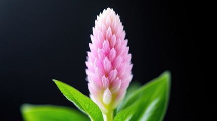 Fototapeta premium Close-up of a delicate, light pink flower with cone-shaped blossoms and vibrant green leaves against a dark background