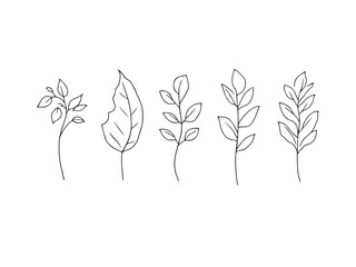 Bay Leaves vector line art illustration