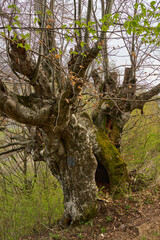 Hollow tree in spring forest