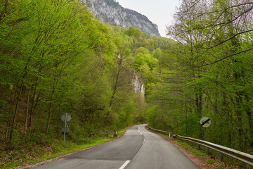 Mountain road through spring forest