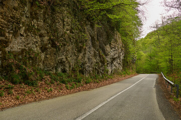 Mountain road through spring forest
