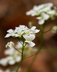 White wildflowers in spring bloom