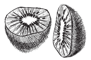 Black and white hand-drawn kiwi aet isolated on a white background. EPS 10 vector. Graphics with a pen. Half kiwi, sliced kiwi, whole kiwi. Sketch with a black pen. The design element