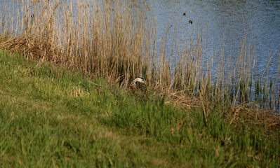 A heron stands on the shore, carefully watching the water, looking for fish.